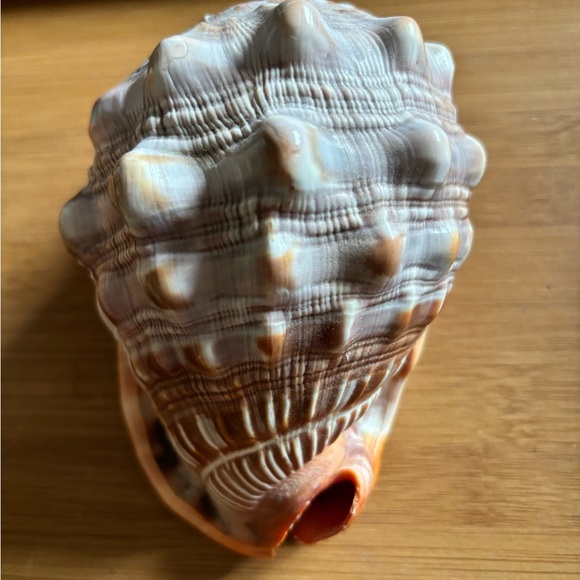 GORGEOUS CAMEO CYPRAECASSIS RUFA SEA SHELL AFRICAN BULLMOUTH HELMET - Picture 2 of 5